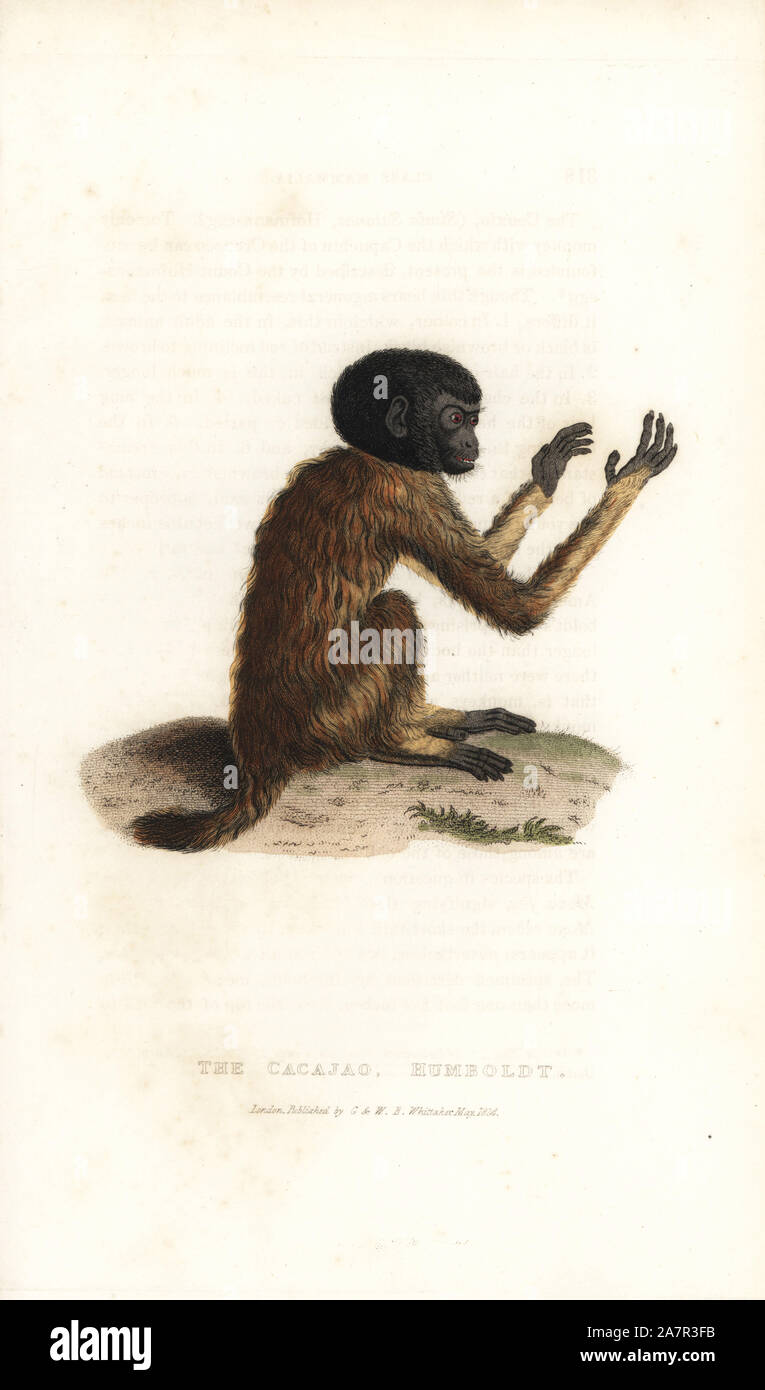 Goldengesichert, uakari Cacajao melanocephalus (Cacajao Affe, Simia