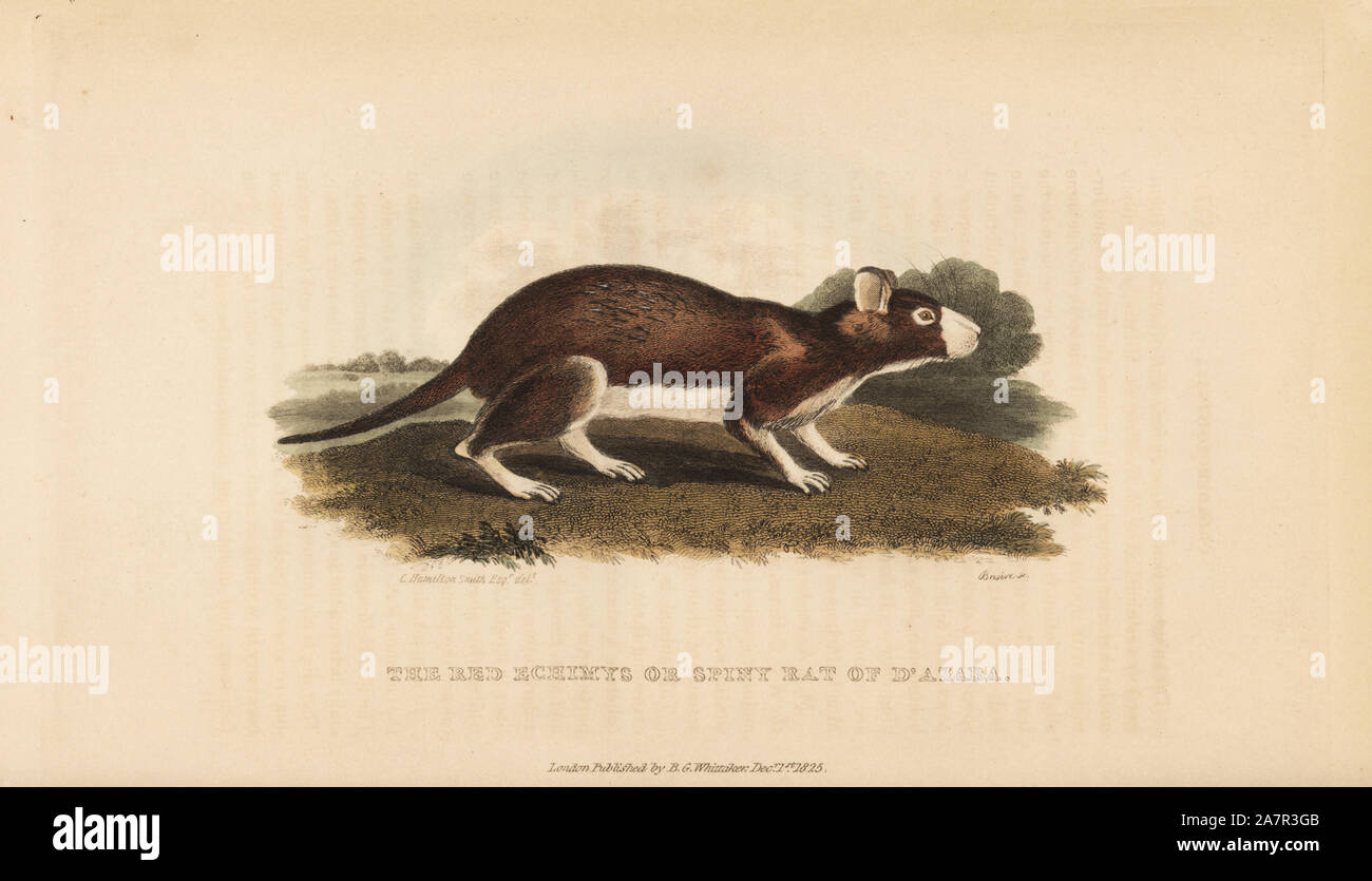 Cayenne stacheligen Ratte, Proechimys guyannensis (Rot echimys oder stacheligen Ratte von d'Azara). Illustration von Charles Hamilton Smith. Papierkörbe Kupferstich von James Basire von Edward Griffith der Tierwelt vom Baron Cuvier, London, Whittaker, 1825. Stockfoto
