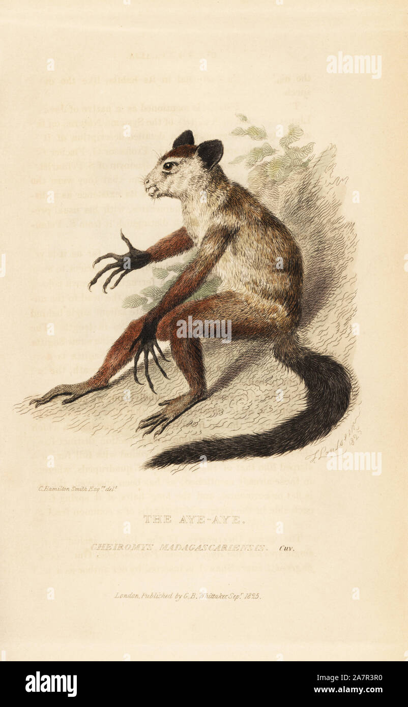 Aye-aye, Daubentonia madagascariensis (Cheiromys madagascariensis). Illustration von Charles Hamilton Smith. Papierkörbe Kupferstich von Thomas Landseer von Edward Griffith der Tierwelt vom Baron Cuvier, London, Whittaker, 1825. Stockfoto