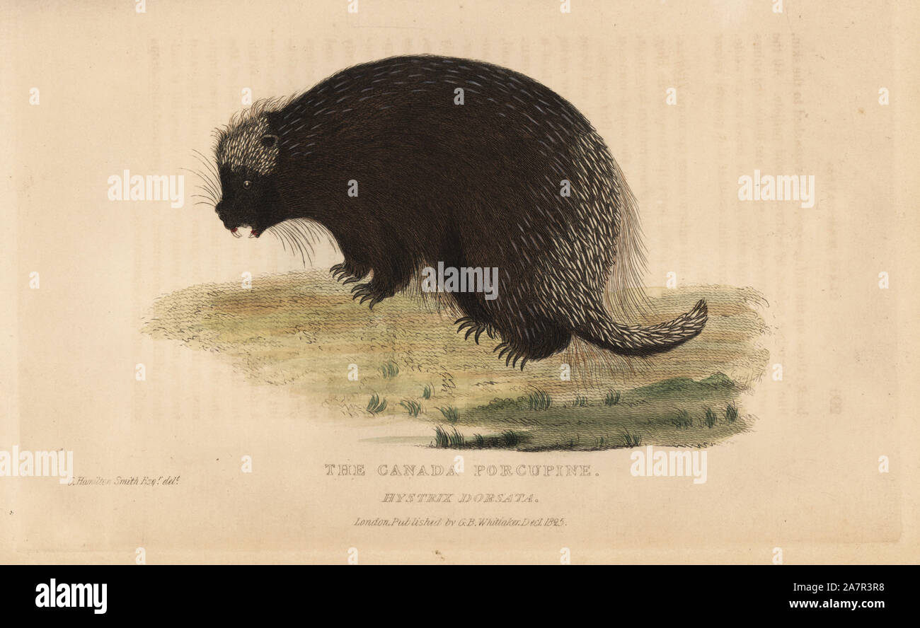 North American porcupine Erethizon dorsatum (Kanada, Stachelschwein, Hystrix dorsata). Illustration von Charles Hamilton Smith. Papierkörbe Kupferstich von Edward Griffith der Tierwelt vom Baron Cuvier, London, Whittaker, 1825. Stockfoto
