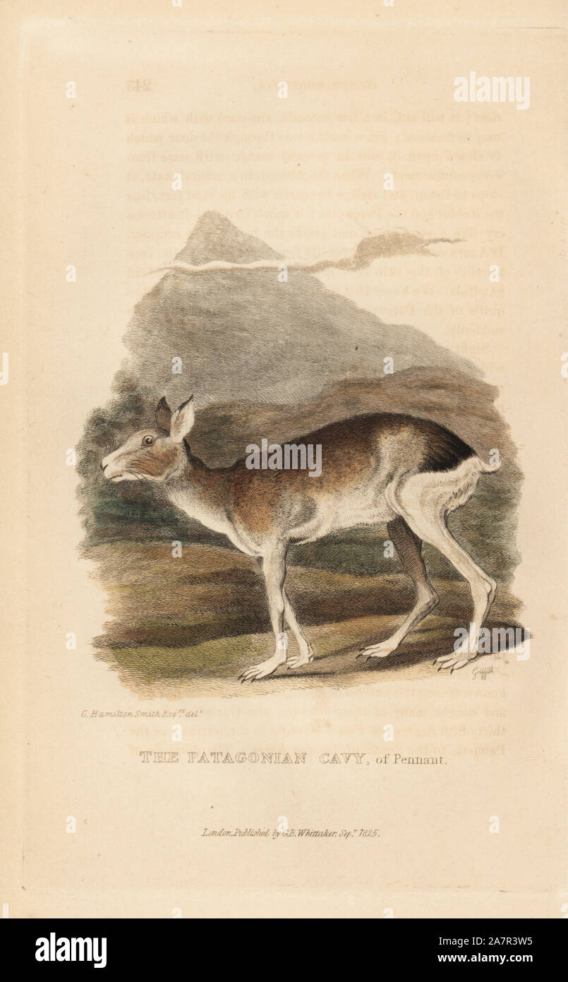 Patagonian Mara, Dolichotis patagonum (Patagonischen cavia der Wimpel). Illustration von Charles Hamilton Smith, von Griffith, Harriet oder Edward eingraviert. Papierkörbe Kupferstich von Edward Griffith der Tierwelt vom Baron Cuvier, London, Whittaker, 1825. Stockfoto