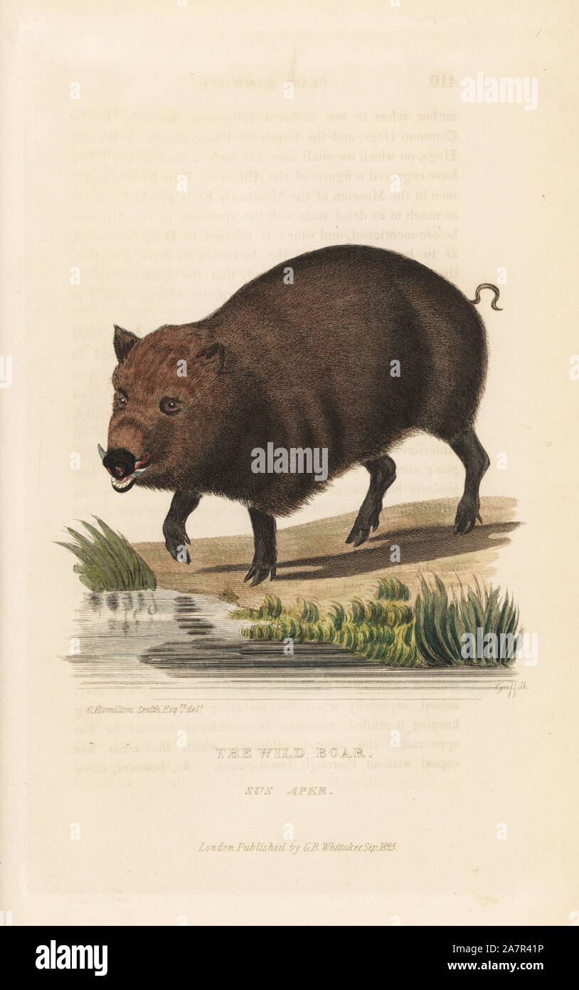 Wildschwein, Sus scrofa (Sus Afer). Illustration von Charles Hamilton Smith, von Griffith, Harriet oder Edward eingraviert. Papierkörbe Kupferstich von Edward Griffith der Tierwelt vom Baron Cuvier, London, Whittaker, 1825. Stockfoto