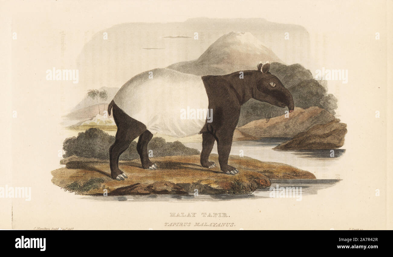 Malayan Tapir, Tapirus indicus. Gefährdet. (Malaiisch Tapir, Tapirus malayanus). Abbildung von Charles Hamilton Smith, J. Scott eingraviert. Papierkörbe Kupferstich von Edward Griffith der Tierwelt vom Baron Cuvier, London, Whittaker, 1825. Stockfoto