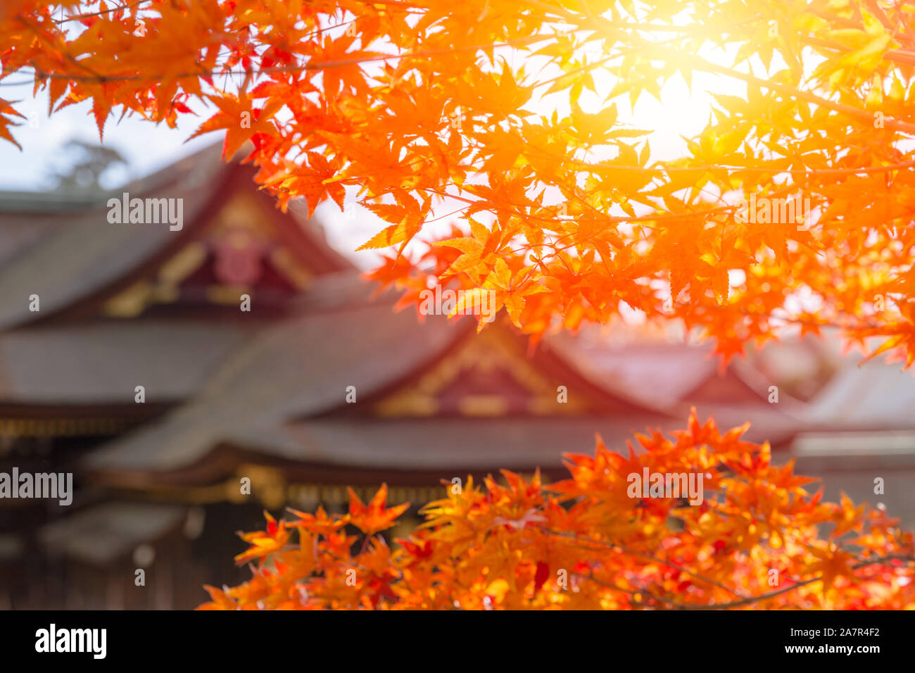 Japanischer Schrein blur Hintergrund mit Herbst Ahorn. Stockfoto
