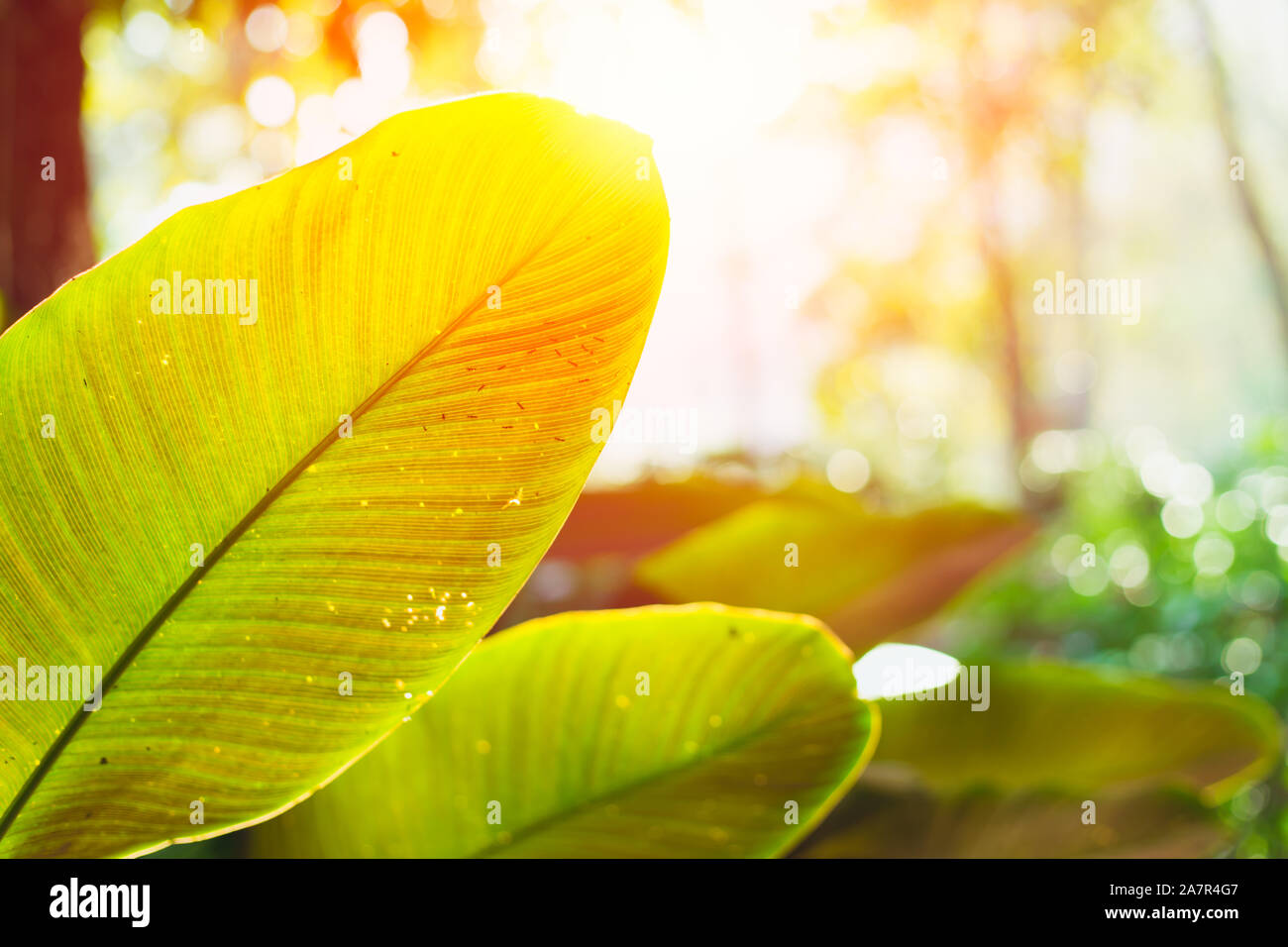 Grüne Blätter Regenwald mit Sun-natur Wissenschaft der Photosynthese und Chlorophyll. Stockfoto