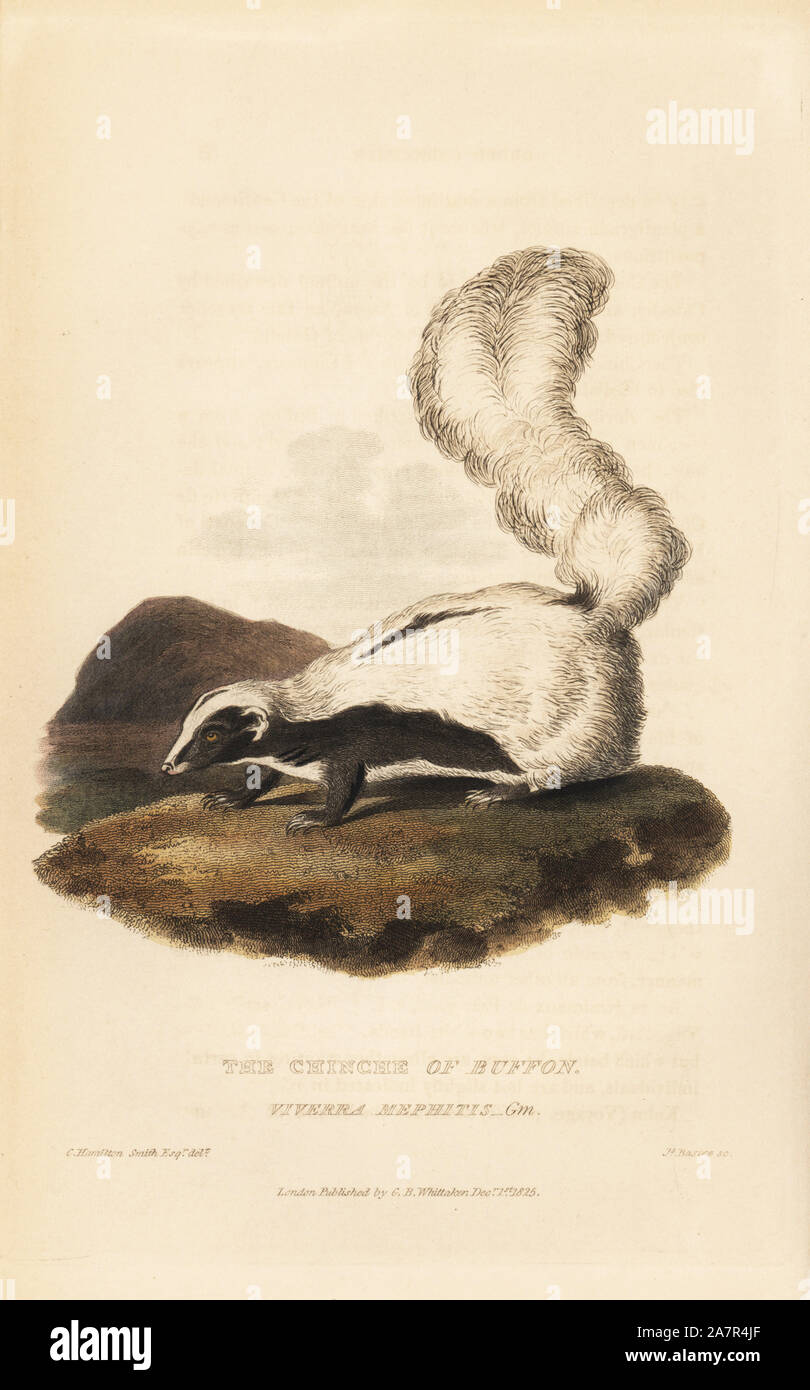 Striped Skunk, Mephitis mephitis (Chinche von Buffon, Viverra mephitis). Papierkörbe Kupferstich von James Basire nach einer Illustration von Charles Hamilton Smith von Edward Griffith der Tierwelt vom Baron Cuvier, London, Whittaker, 1825. Stockfoto