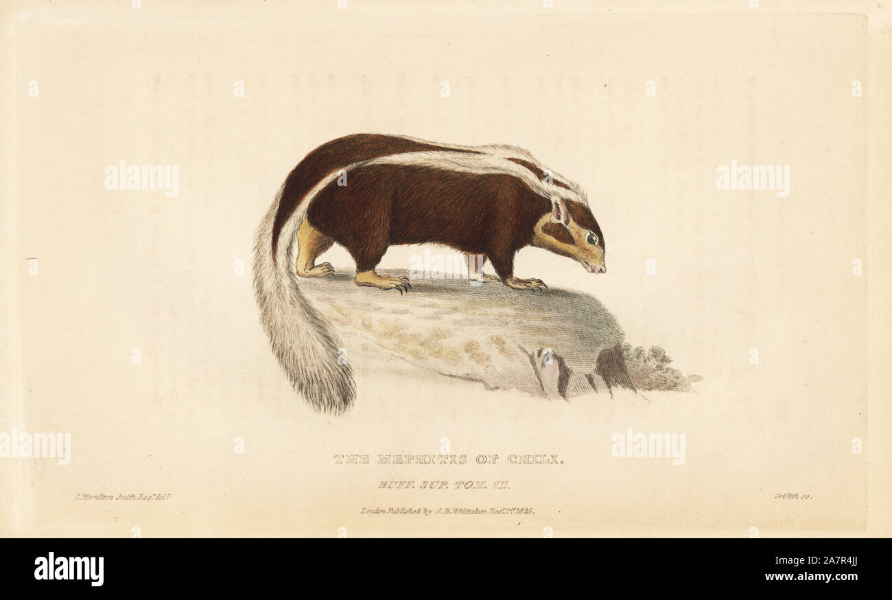 Gestreifte hog-gerochene Skunk, Conepatus semistriatus (mephitis von Chili). Papierkörbe Kupferstich von Griffith, Harriet oder Edward, nach einer Illustration von Charles Hamilton Smith von Edward Griffith der Tierwelt vom Baron Cuvier, London, Whittaker, 1825. Stockfoto