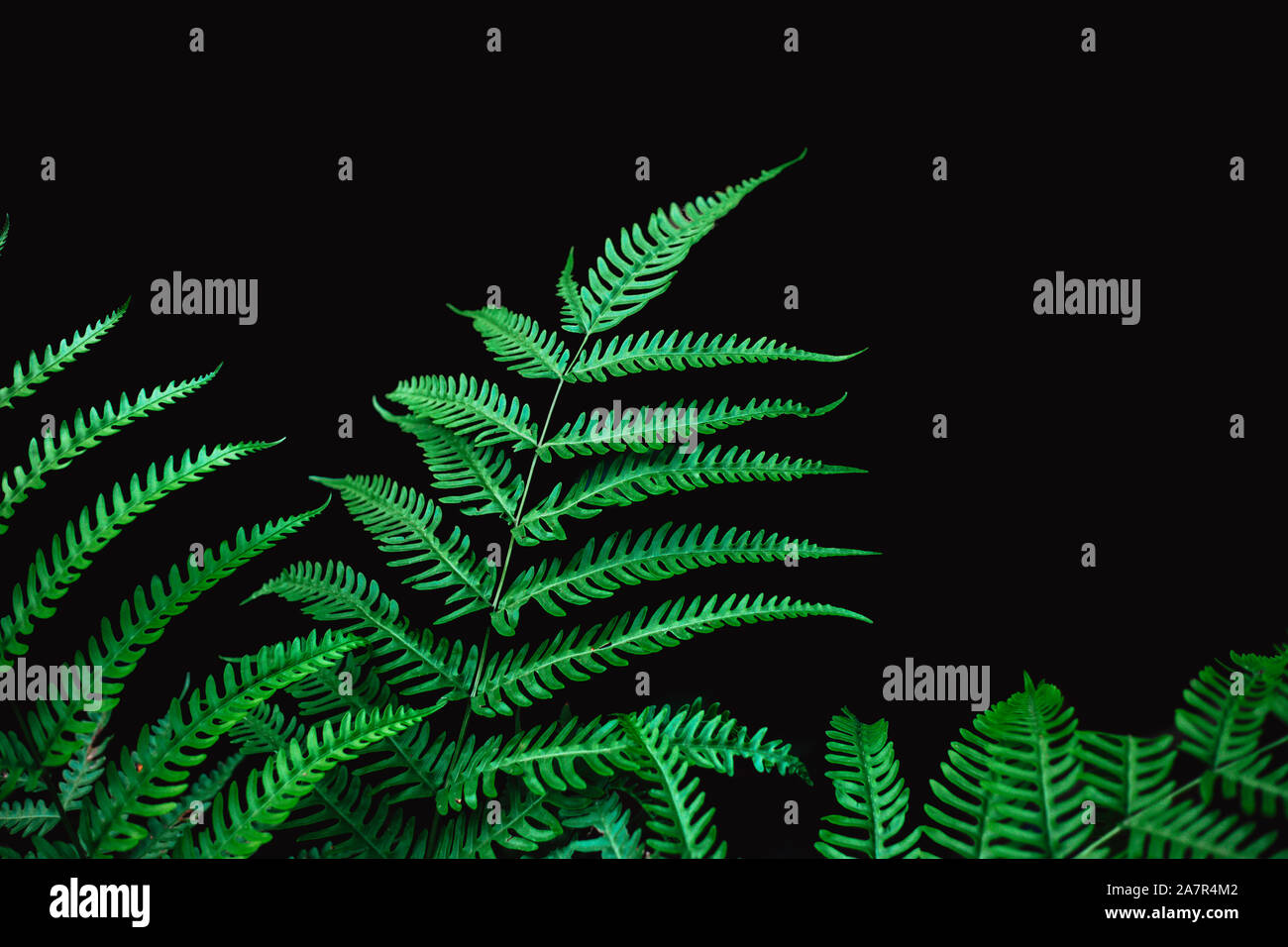 Farn Blatt auf schwarzen Hintergrund für Regenwald Objekt isoliert. Stockfoto