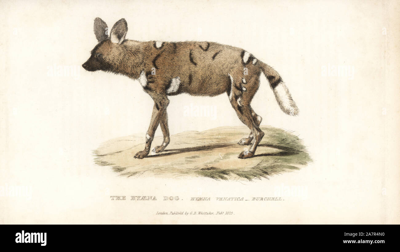 Afrikanischer Wildhund, Lycaon pictus. Gefährdet. (Hyaena Hund, Hyäne venatica). Papierkörbe Kupferstich von Thomas Landseer nach Charles Hamilton Smith von Edward Griffith der Tierwelt vom Baron Cuvier, London, Whittaker, 1825. Stockfoto