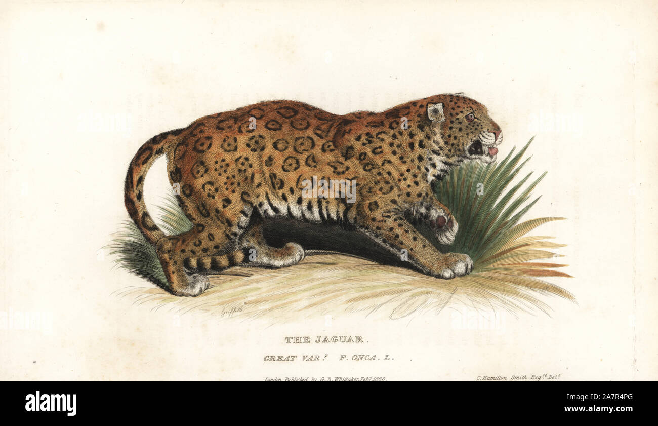 Jaguar Panthera onca (Felis onca, tolle var.). In der Nähe von bedroht. Papierkörbe Kupferstich von Griffith, Harriet oder Edward, nach einer Illustration von Charles Hamilton Smith von Edward Griffith der Tierwelt vom Baron Cuvier, London, Whittaker, 1825. Stockfoto