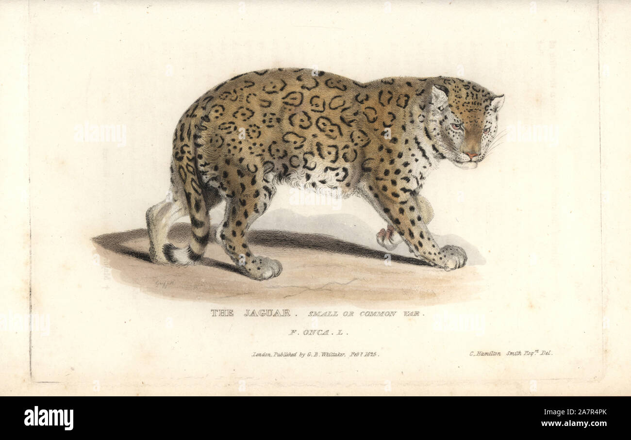 Jaguar Panthera onca (Felis onca, kleine oder gemeinsamen var.). In der Nähe von bedroht. Papierkörbe Kupferstich von Griffith, Harriet oder Edward, nach einer Illustration von Charles Hamilton Smith von Edward Griffith der Tierwelt vom Baron Cuvier, London, Whittaker, 1825. Stockfoto