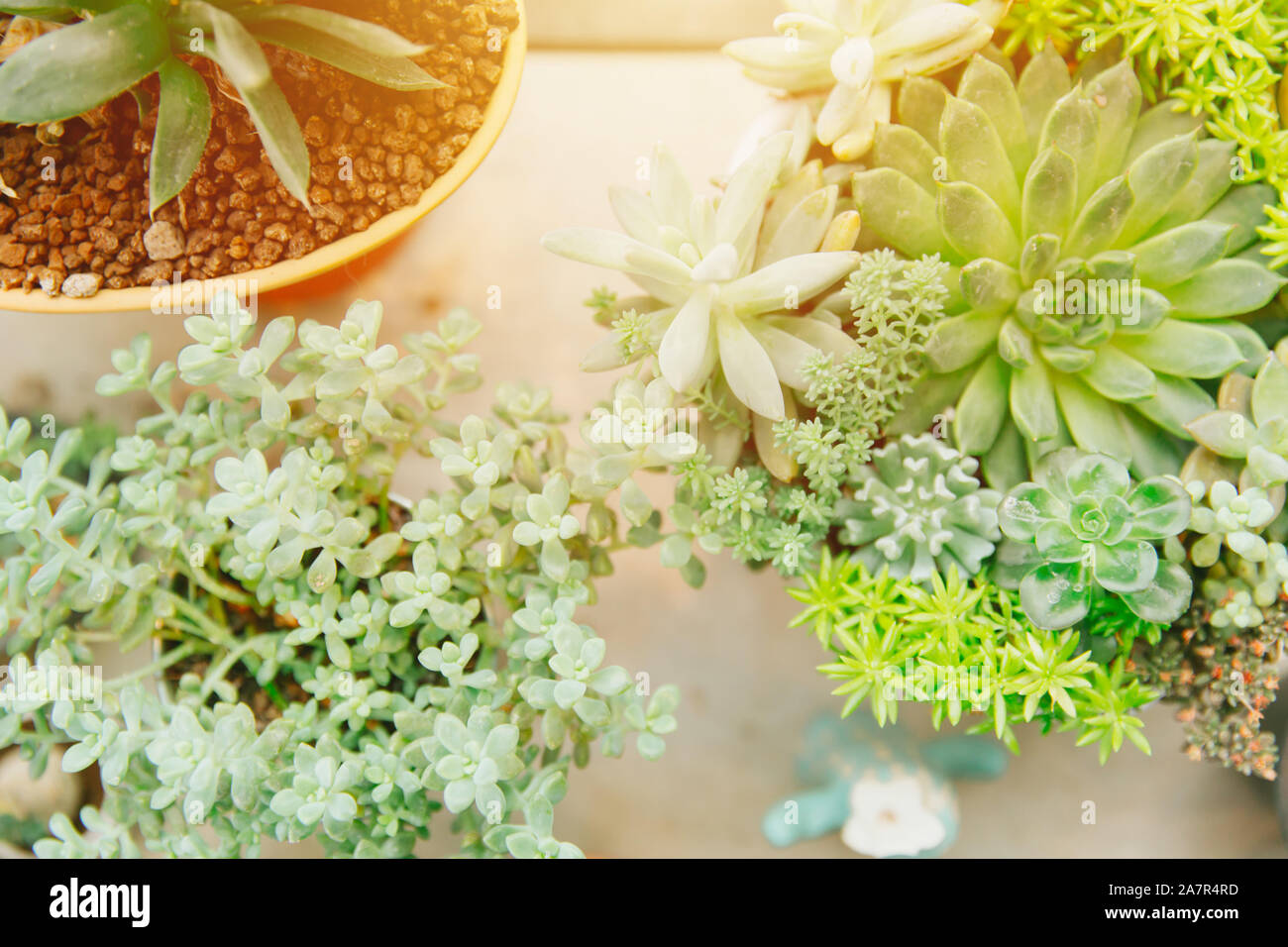 Sukkulente pflanze Green Garden in kleinen im Topf für Dekoration mit Morgensonne licht Ansicht von oben. Stockfoto