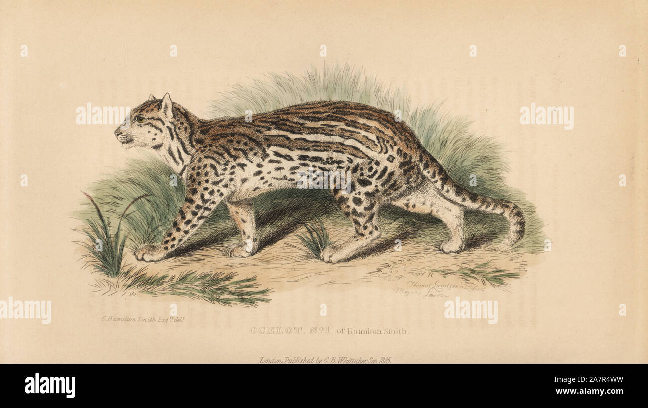 Ocelot, Leopardus pardalis. Von Thomas Landseer graviert nach einer Illustration von Charles Hamilton Smith. Papierkörbe Kupferstich von Edward Griffith der Tierwelt vom Baron Cuvier, London, Whittaker, 1825. Stockfoto