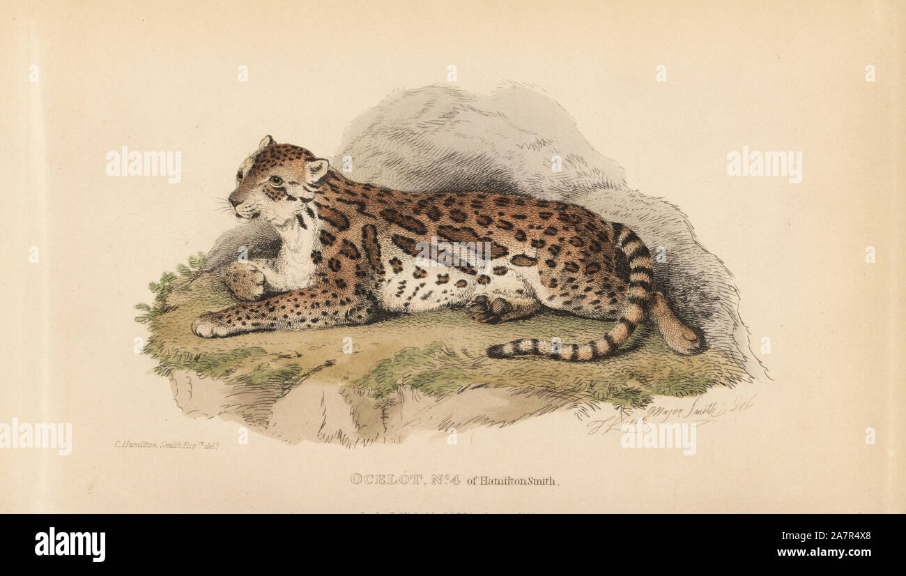 Ocelot, Leopardus pardalis. Von Thomas Landseer graviert nach einer Illustration von Charles Hamilton Smith. Papierkörbe Kupferstich von Edward Griffith der Tierwelt vom Baron Cuvier, London, Whittaker, 1825. Stockfoto