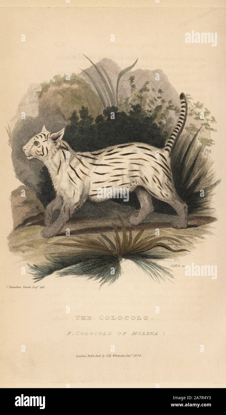 Colocolo, Leopardus colocolo (Felis colocolo Molina). Papierkörbe Kupferstich von Griffith, Harriet oder Edward, nach einer Illustration von Charles Hamilton Smith von Edward Griffith der Tierwelt vom Baron Cuvier, London, Whittaker, 1824. Stockfoto