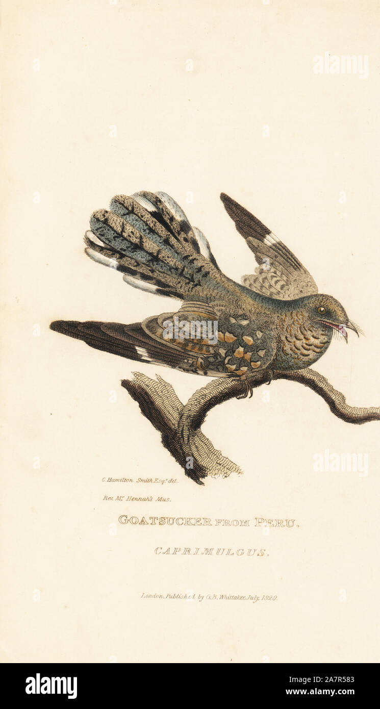 Ziegensauger aus Peru, Caprimulgus Arten. Papierkörbe Gravur nach einer Illustration von Charles Hamilton Smith von einem Muster in Rev. hennah's Sammlung von Edward Griffith der Tierwelt vom Baron Cuvier, London, Whittaker, 1828. Stockfoto