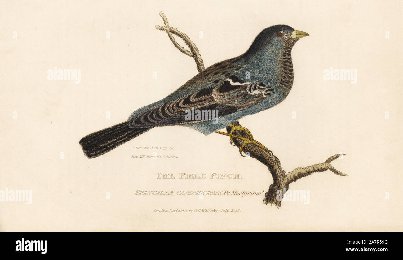 Feld Fink, Fringilla Campestris von Prinz Musignano? Papierkörbe Gravur nach einer Illustration von Charles Hamilton Smith von einem Muster in Rev. hennah's Sammlung von Edward Griffith der Tierwelt vom Baron Cuvier, London, Whittaker, 1828. Stockfoto