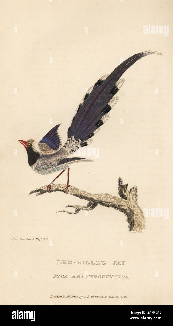 Red-billed Blue Magpie, Urocissa erythrorhyncha (Red-billed Jay, Pica erythrorynchos). Papierkörbe Gravur nach einer Illustration von Charles Hamilton Smith von Edward Griffith der Tierwelt vom Baron Cuvier, London, Whittaker, 1829. Stockfoto