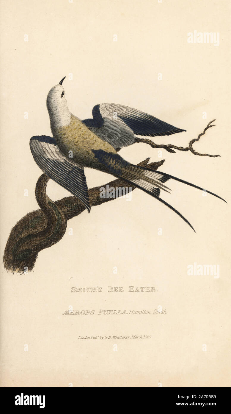 Smith's Bienenfresser, Merops puella. Papierkörbe Gravur nach einer Illustration von Charles Hamilton Smith von einem Muster in William Bullock's Museum von Edward Griffith der Tierwelt vom Baron Cuvier, London, Whittaker, 1829. Stockfoto