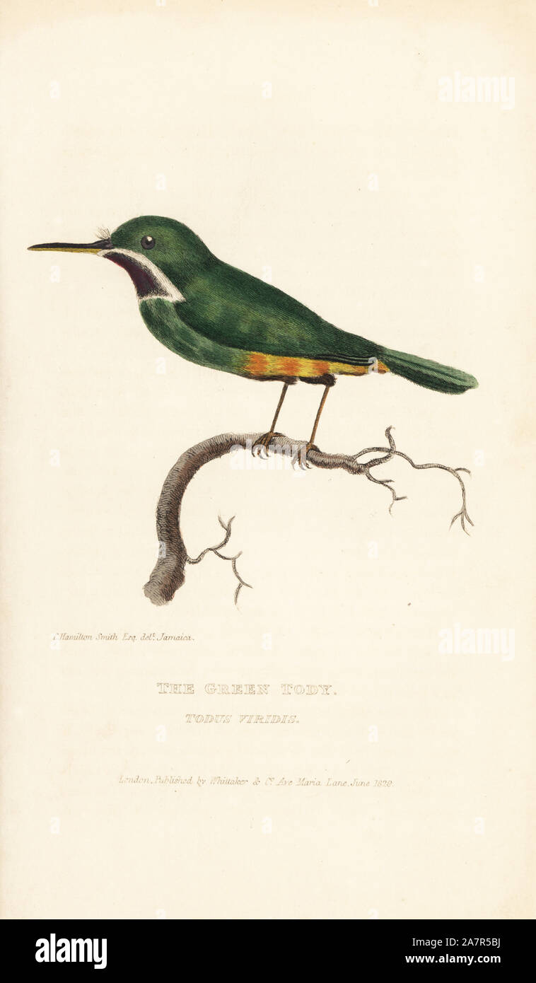 Heute, Todus todus Jamaika (Grün heute, Todus viridis). Papierkörbe Gravur nach einer Illustration von Charles Hamilton Smith in Jamaika von Edward Griffith der Tierwelt vom Baron Cuvier, London, Whittaker, 1829. Stockfoto