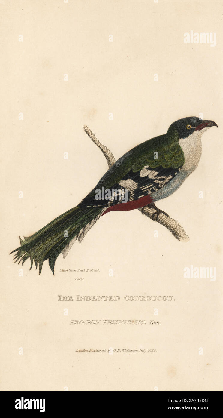 Kubanische trogon oder tocororo, Priotelus couroucou temnurus (eingerückt, Trogon temnurus). Papierkörbe Gravur nach einer Illustration von Charles Hamilton Smith in Paris von Edward Griffith der Tierwelt vom Baron Cuvier, London, Whittaker, 1828. Stockfoto