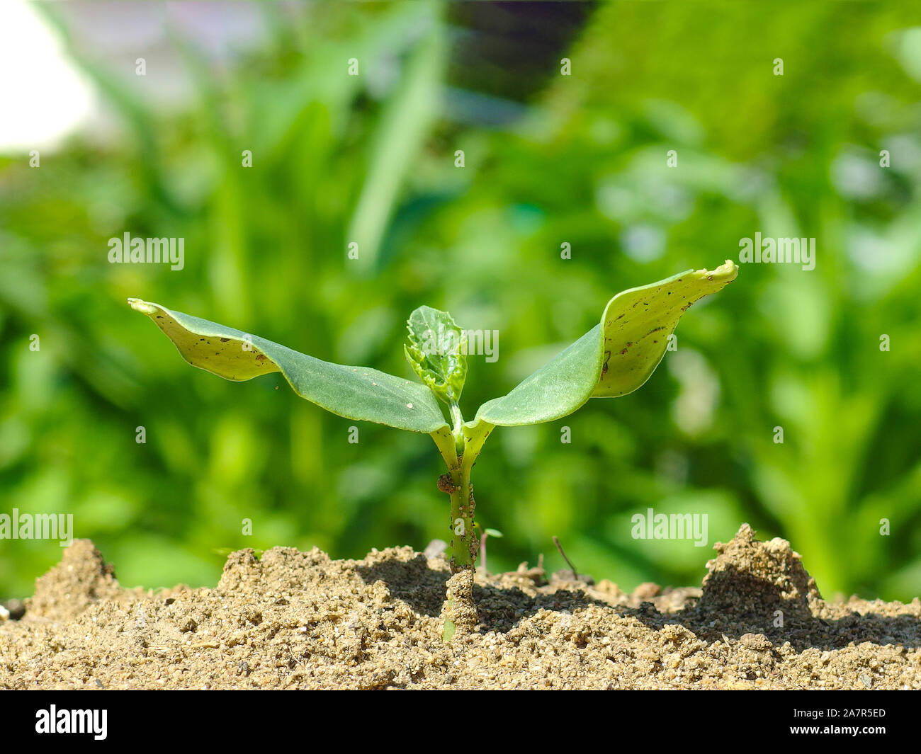 Growiing grüne Pflanze Bäumchen aus organischen Farm Hintergrund. Stockfoto