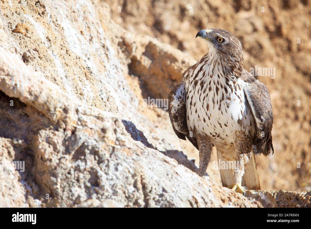 Bonellis Adler oder Aquila fasciata thront auf einem Felshang. Abendaufnahme Stockfoto