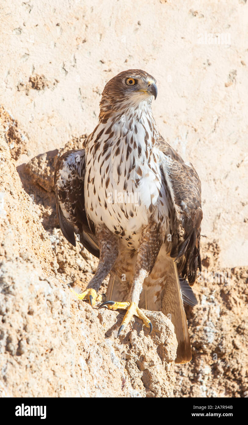 Bonellis Adler oder Aquila fasciata thront auf einem Felshang. Abendaufnahme Stockfoto