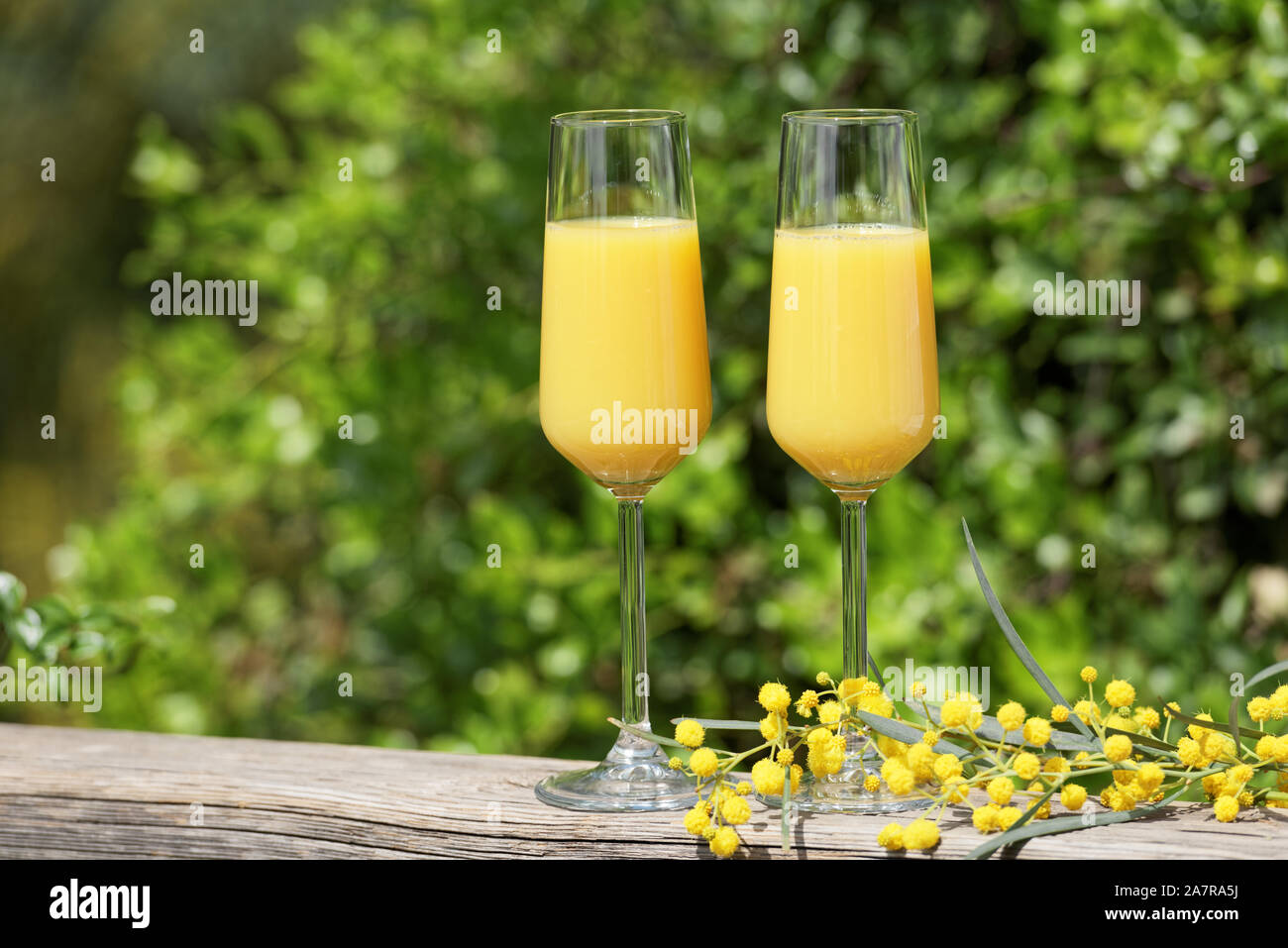 Zwei Gläser von Mimosa Cocktail im Freien gegen üppigem Laub Stockfoto