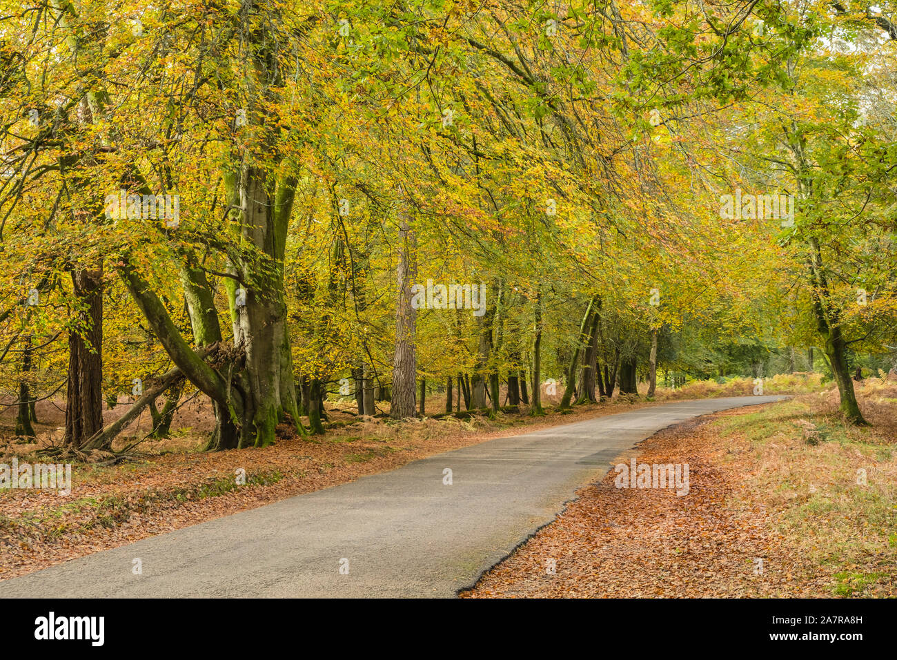 New Forest, Herbstfarbe, Buche, ornamentalen Drive Straße, Hampshire, England, UK. Stockfoto