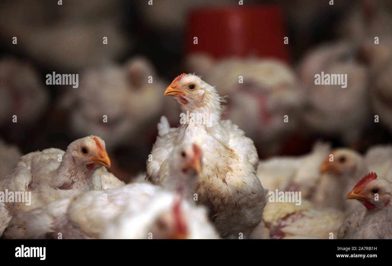 - - - - Hühner sind in einem Werk der Geflügelverarbeitung in Anyang Stadt gesehen, die Zentrale China Provinz Henan, 16. Mai 2013. Huhn landwirtschaftlichen Betriebe in Stockfoto