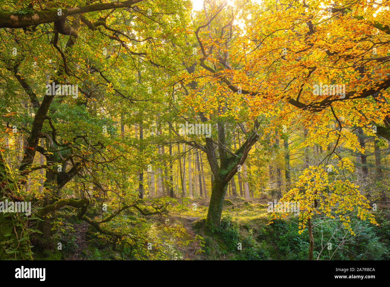 Tollymore Forest Park im Bryansford Nordirland Stockfoto