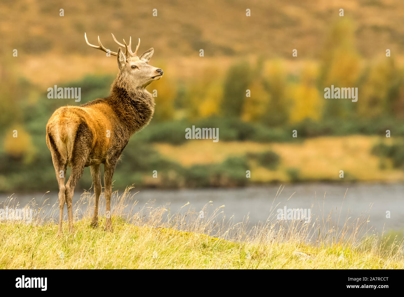 Red Deer stag (lateinischer Name: Cervus elaphus) Monarch der Glen, majestätisch neben einem Loch im Glen Strathfarrar, Scottish Highlands stand. Landschaft Stockfoto