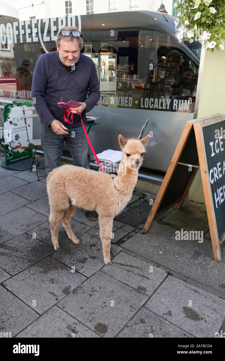 Cute Alpaka an der Leine mit ihrem Besitzer außerhalb der Kaffee Null Café in Glastonbury, Somerset, Großbritannien Stockfoto