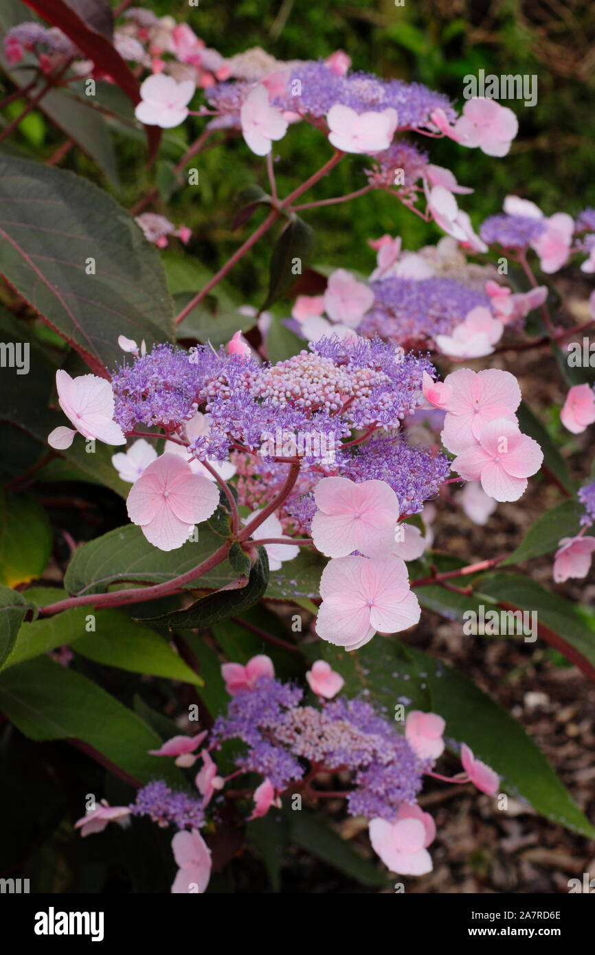 Hydrangea aspera "Heiße Schokolade" Anzeigen von Markanten lacecap Blumen, die ein Spektrum von Farben Stockfoto
