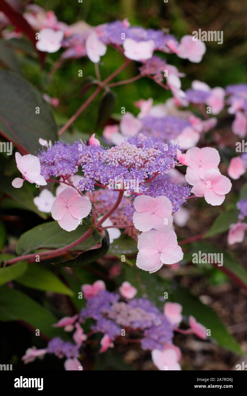 Hydrangea aspera "Heiße Schokolade" Anzeigen von Markanten lacecap Blumen, die ein Spektrum von Farben Stockfoto