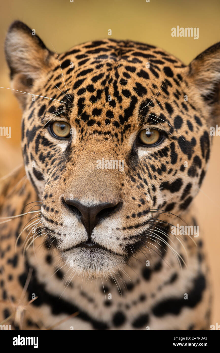Ein Jaguar (Panthera onca) Close-up Portrait Stockfoto