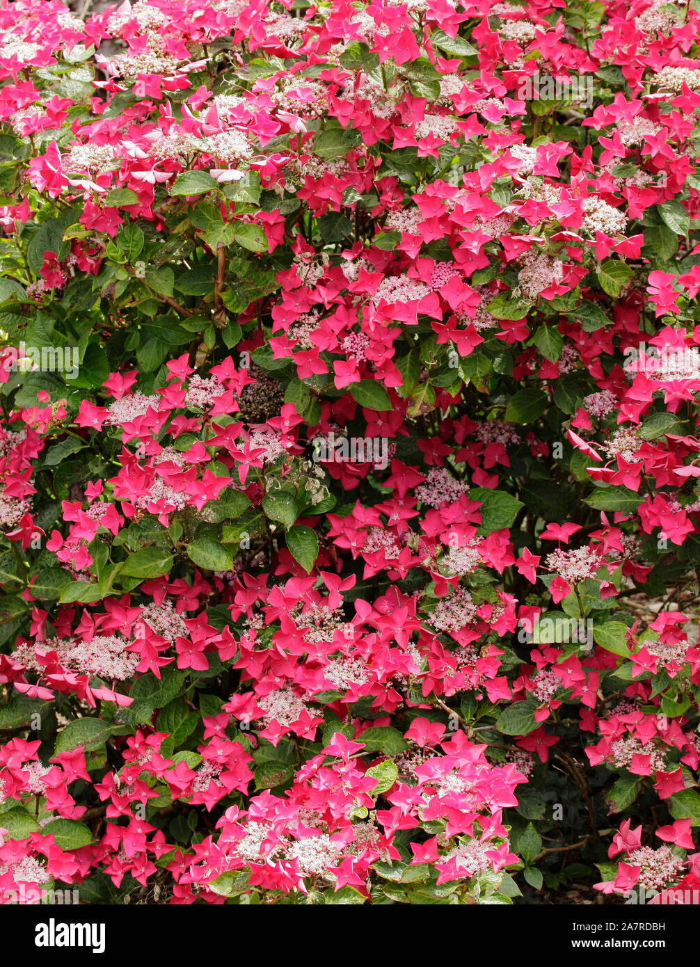 Hydrangea Macrophylla 'Lady in Red' lacecap Hortensie in voller Blüte. Großbritannien Stockfoto