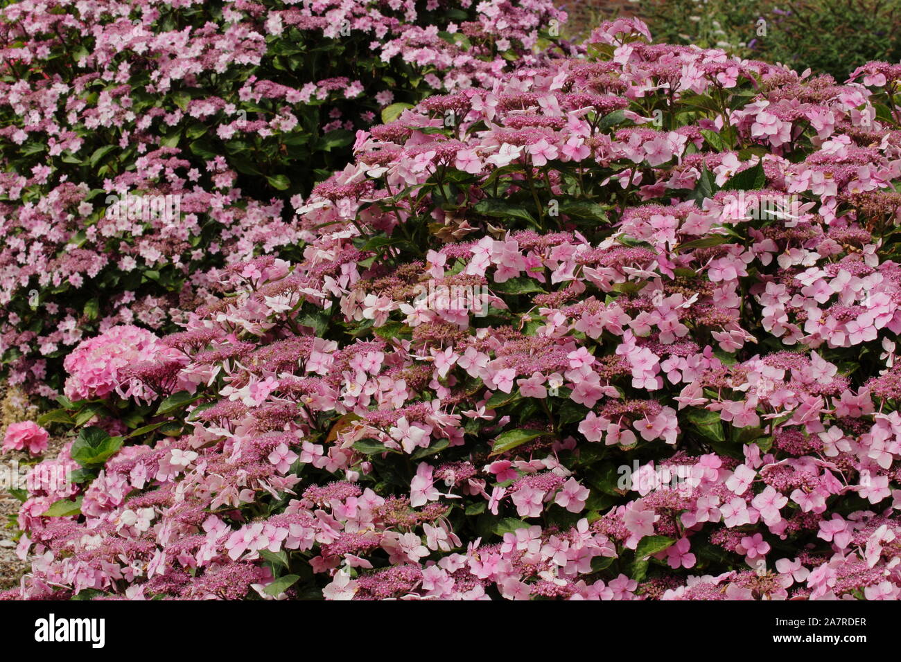 Hydrangea macrophylla 'Mariesii Perfecta', auch Blaue Welle genannt, Blüte in einem Englischen Garten im August. Großbritannien Stockfoto