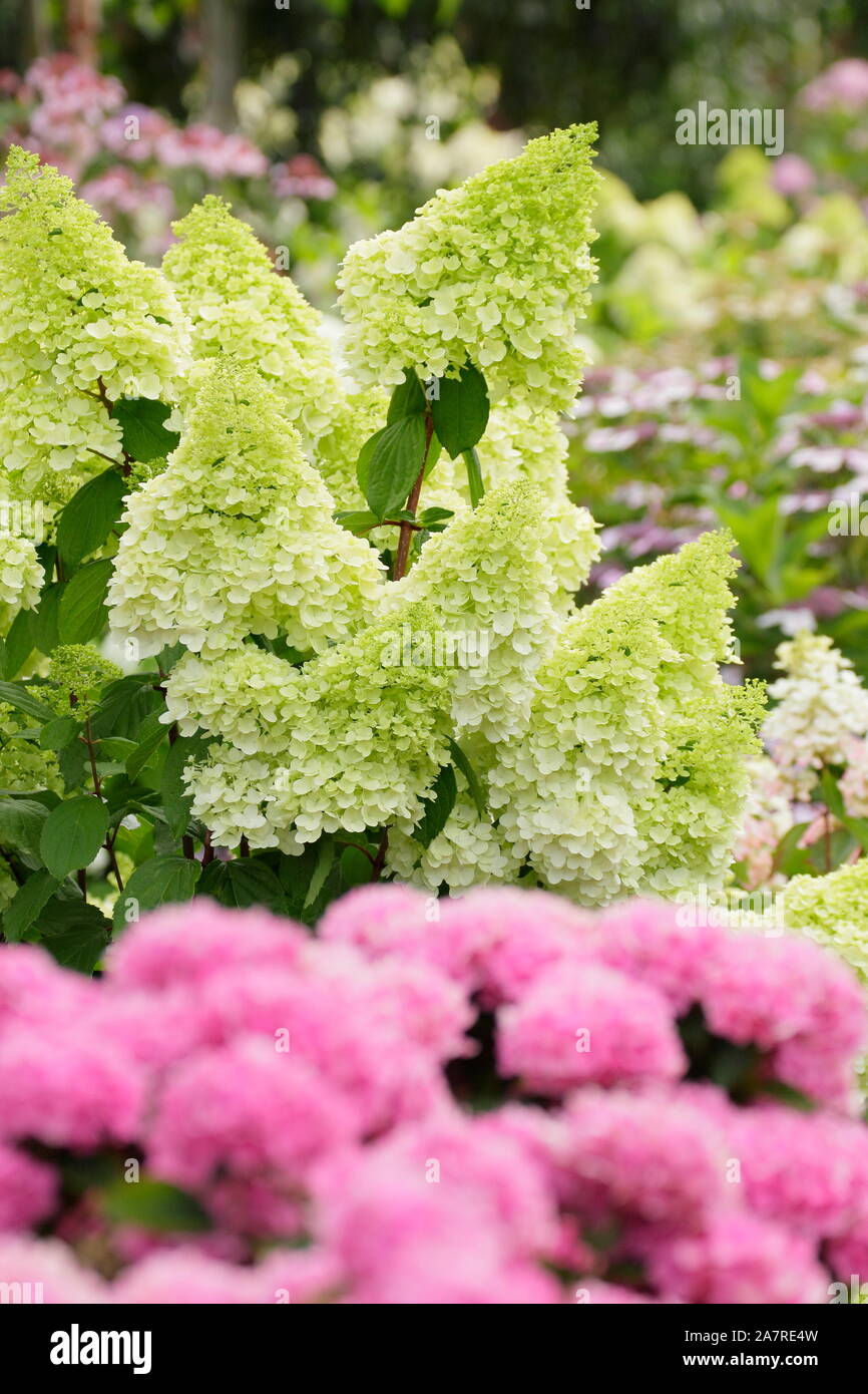 Hydrangea paniculata 'Limelight' und Hydrangea Macrophylla 'brillant' (Vordergrund) auf der Nationalen Sammlung von Hortensien im Darley Park, Derby, Großbritannien. Stockfoto