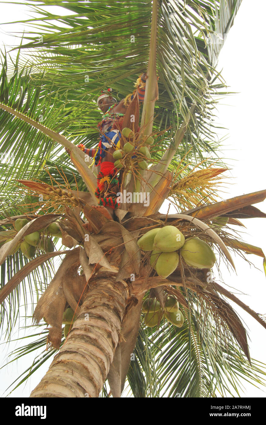 Ein junger Mann, der auf einem Kokosnussbaum tanzt, während des jährlichen Black Heritage Festivals in Badagry Lagos, Nigeria. Stockfoto