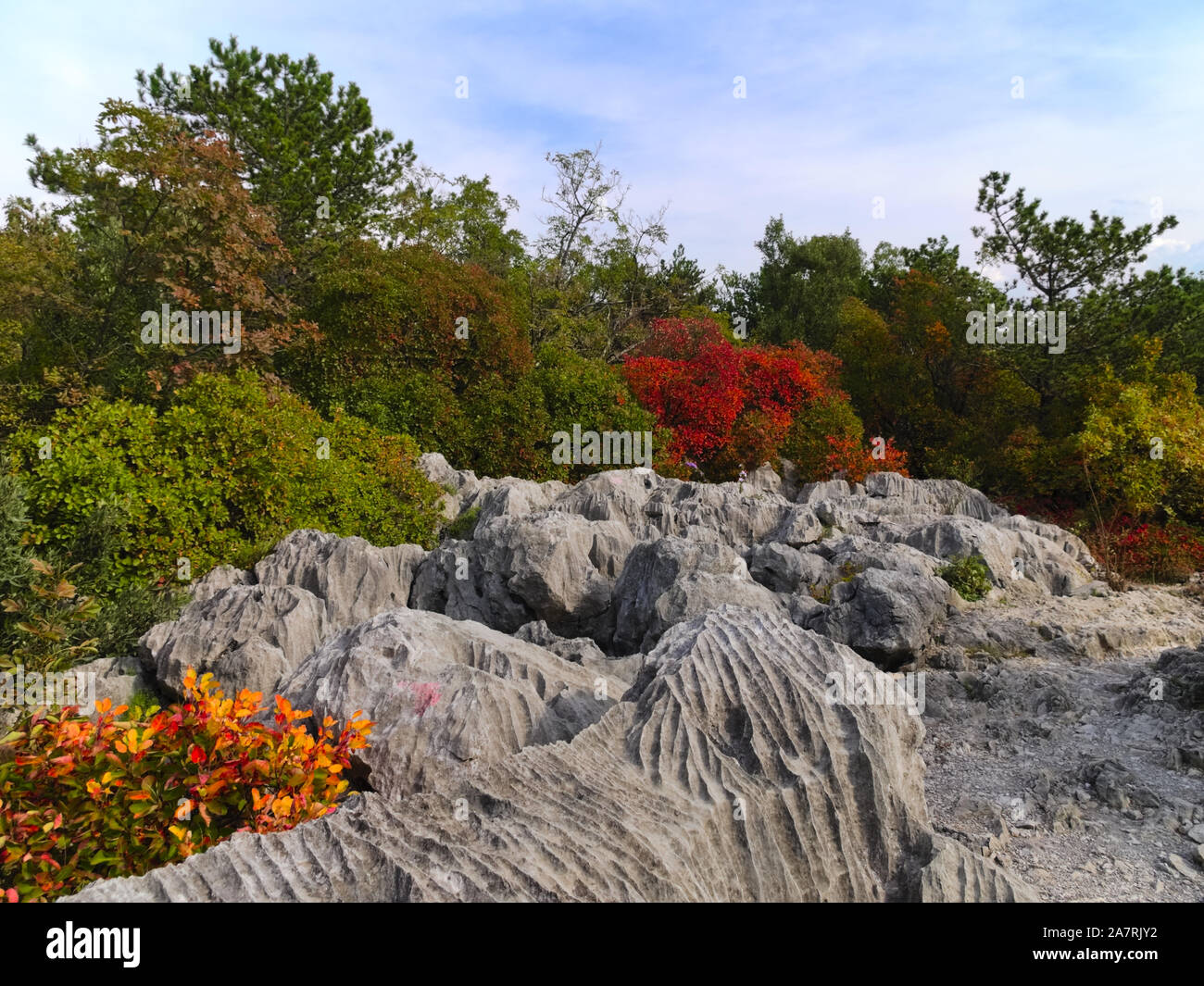 Die carsic Hügeln in der Nähe von Triest im Herbst mit dem charakteristisch roten Blätter der Europäischen smoketree (Cotinus coggygria) Strauch Stockfoto