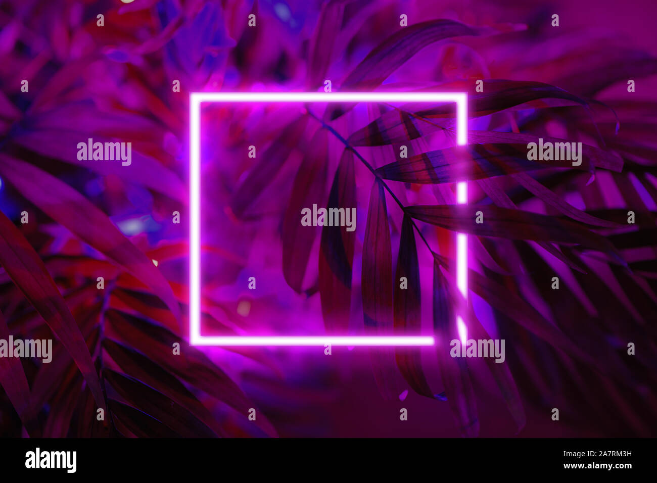 Hintergrund aus tropischen Palmen Blätter mit Neonlicht Square. Stockfoto Hintergrund aus tropischen Palmen Blätter mit Neonlicht Square. Stockfoto