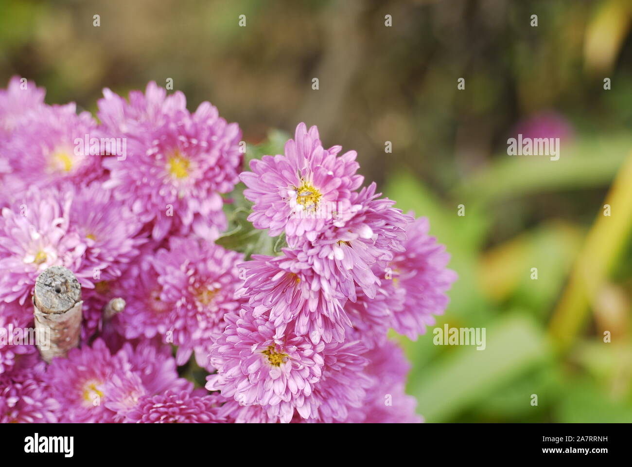 Kleine Pflanze, Läuse auf die Pollen von lila Astern Stockfoto