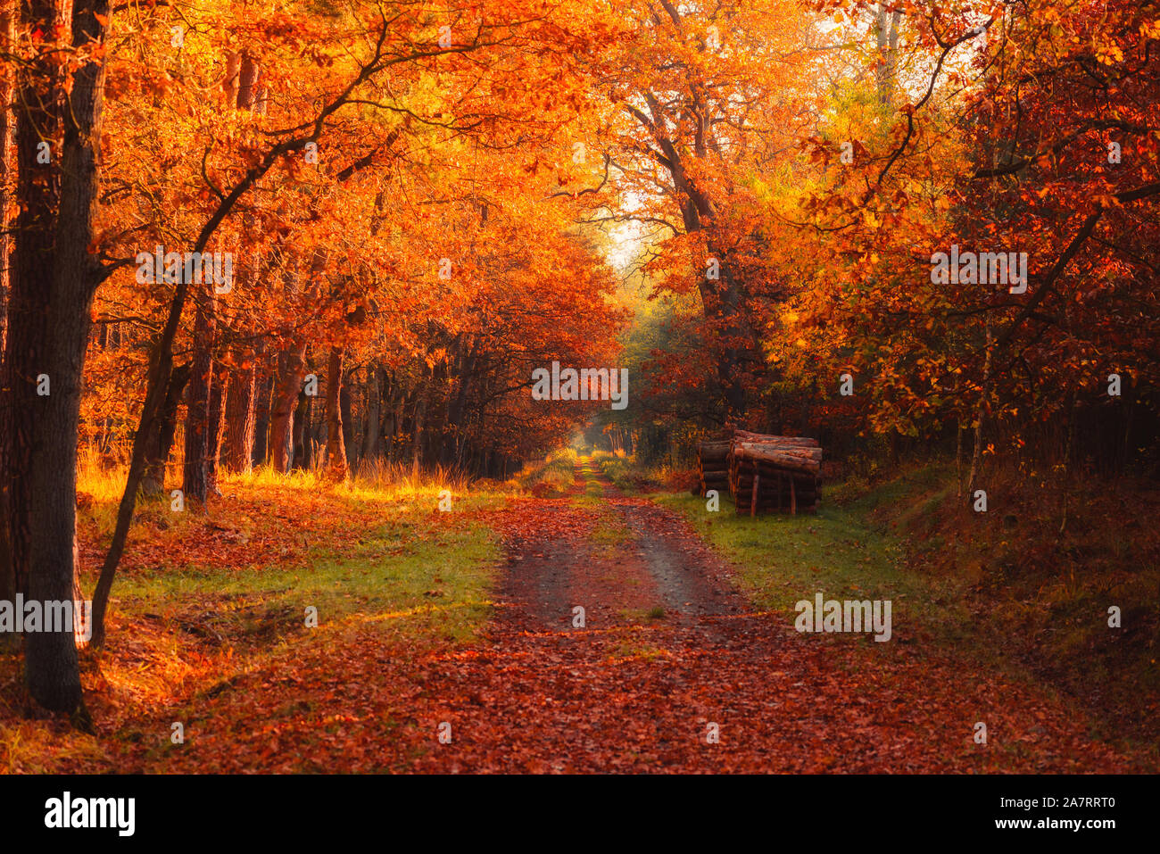 Herbst Wald Straße mit Logs auf der einen Seite und die warme Sonne scheint durch goldenen Laub. Stockfoto