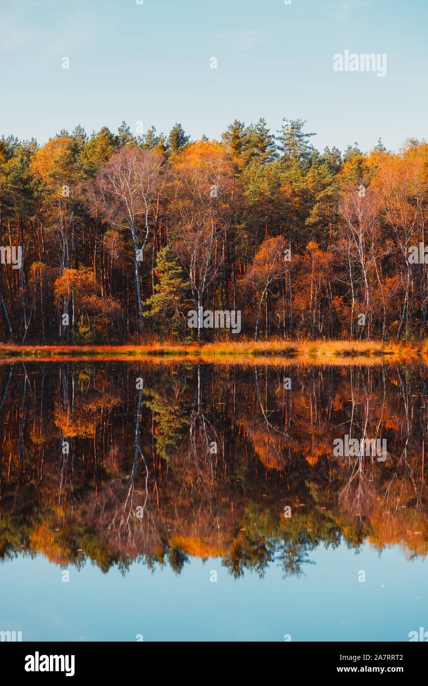 Wald im Herbst See fallen Bäume und bunte goldene Laub Reflexion im Wasser Stockfoto