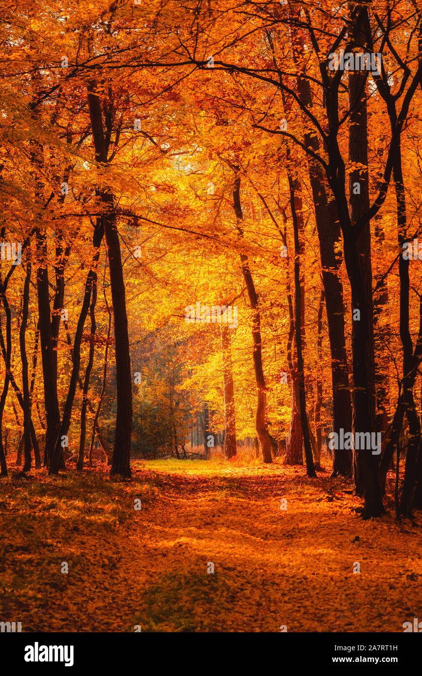 Herbst Wald bei warmen Herbst Tag Sonne durch goldenen Laub. Stockfoto