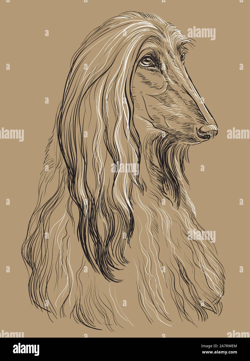 Afghan Hound Dog Vektor hand Zeichnung Illustration in den Farben Schwarz und Weiß auf beige Hintergrund isoliert Stock Vektor