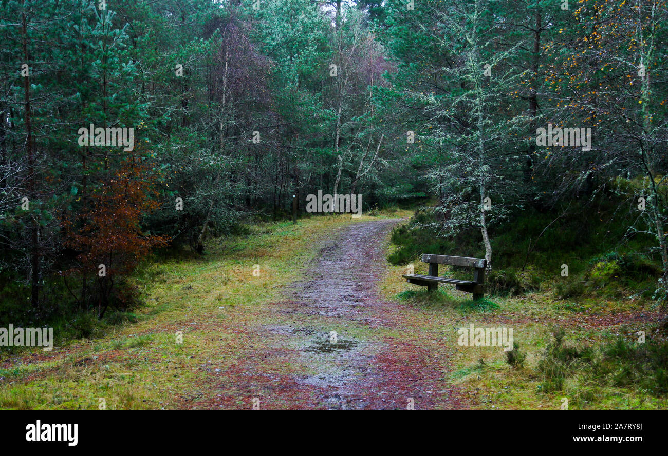 Bank im Wald Stockfoto