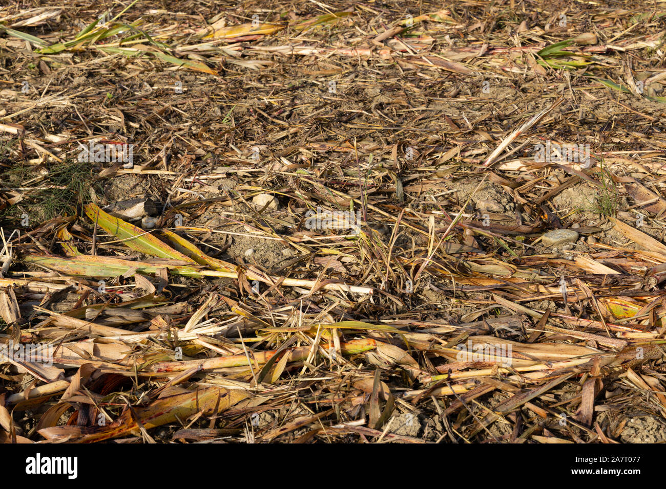Indische Maisfeld nach der Ernte, Rahmen gefüllt Stockfoto